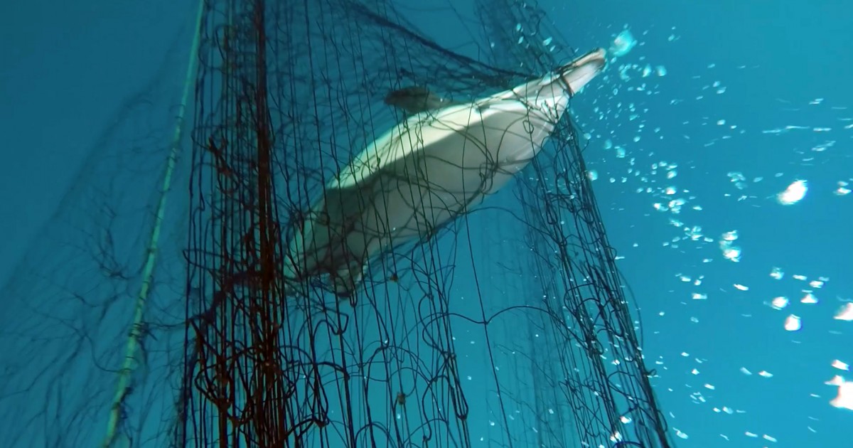 You are currently viewing Fatal fishing methods at John West kills vast quantities of dolphins