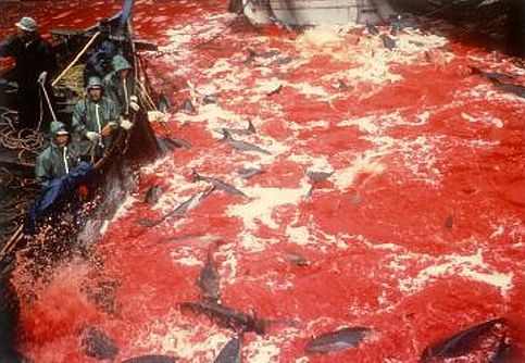 You are currently viewing L’abattage annuel de Taiji en cours