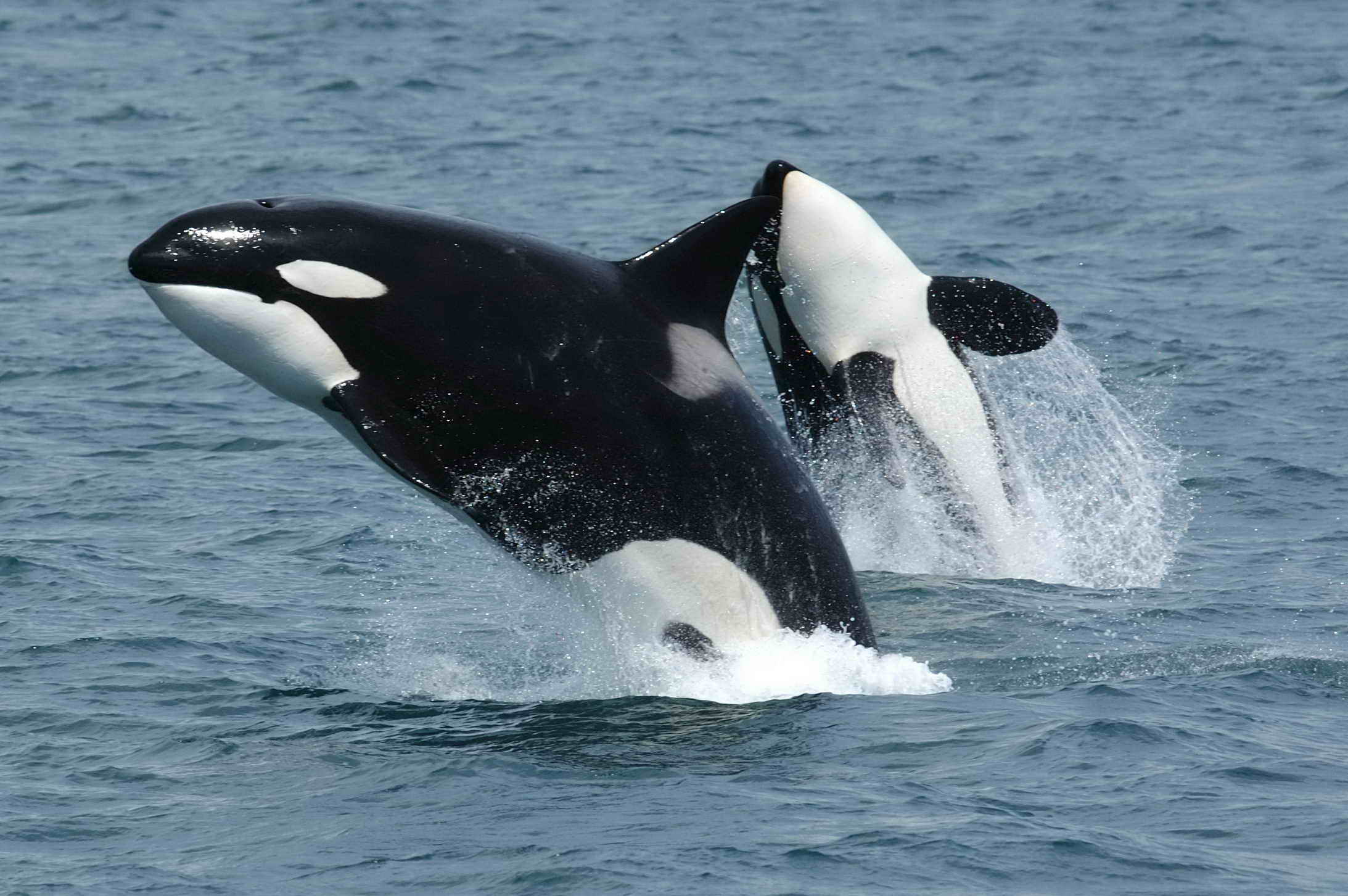 Read more about the article Killing Orcas in front of tourists! How far does it get?
