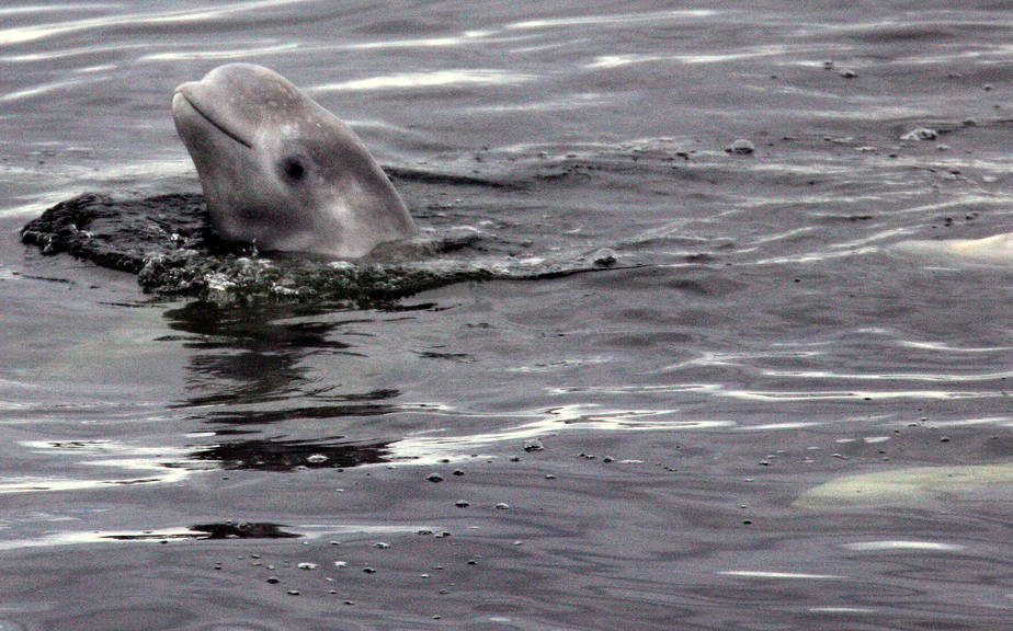 Read more about the article Gas pipeline bursts in Alaskan waters and endanger whale habitat