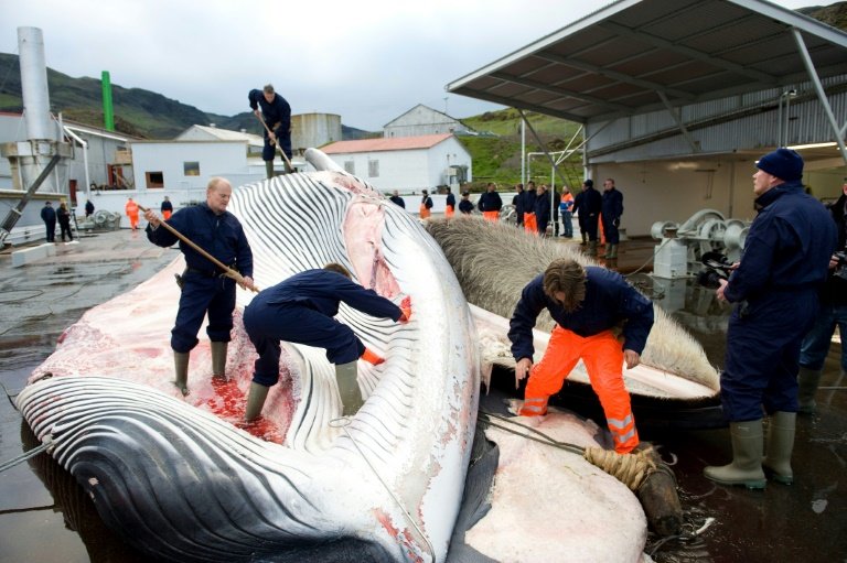 You are currently viewing A total of 155 endangered fin whales and 29 minke whales were killed during Iceland’s hunting season this year !
