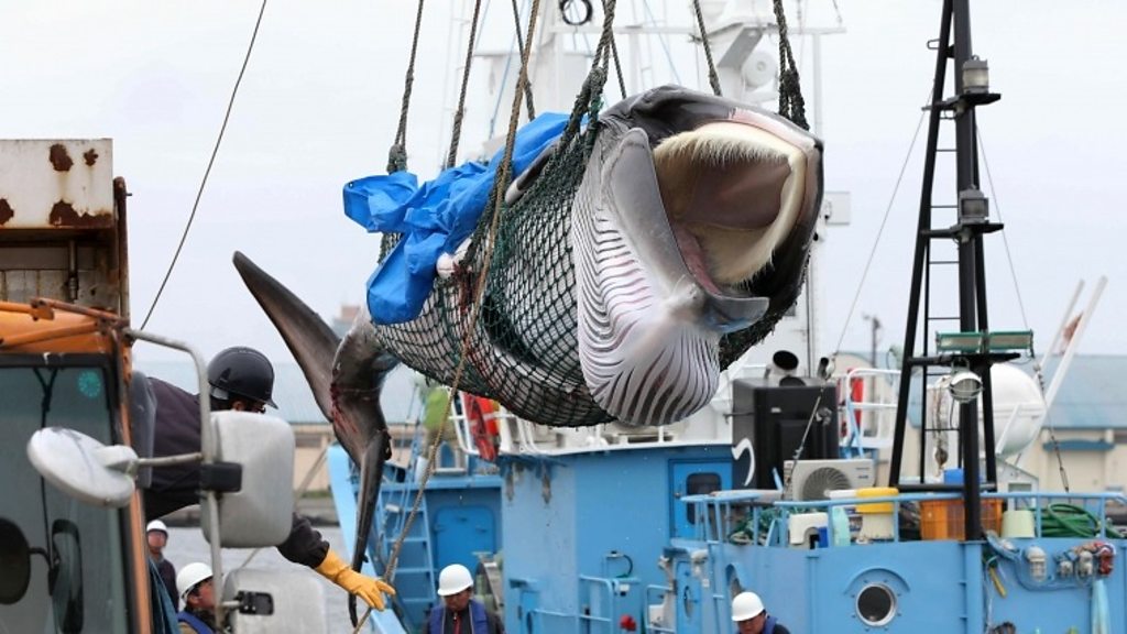Read more about the article Japan to resume whale hunts in Antarctic