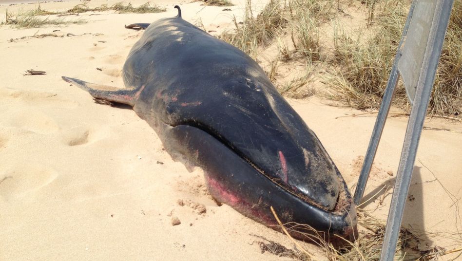 Read more about the article The world’s rarest whale Omura is captured on film for the FIRST time!