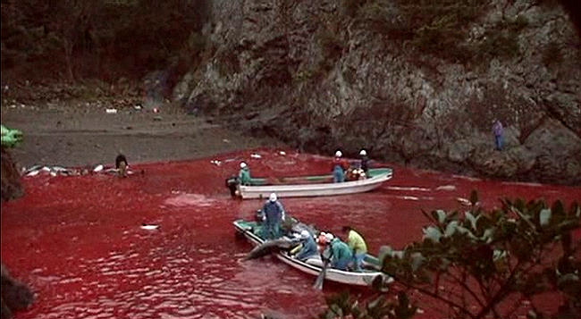 You are currently viewing TAIJI’S annual slaughter underway…