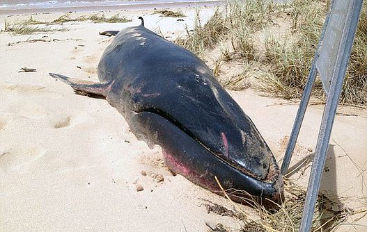 You are currently viewing Une baleine Omura filmée pour la première fois!