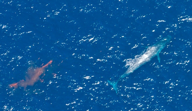 You are currently viewing Les pertes de fèces des géants marins perturbent la planète entière
