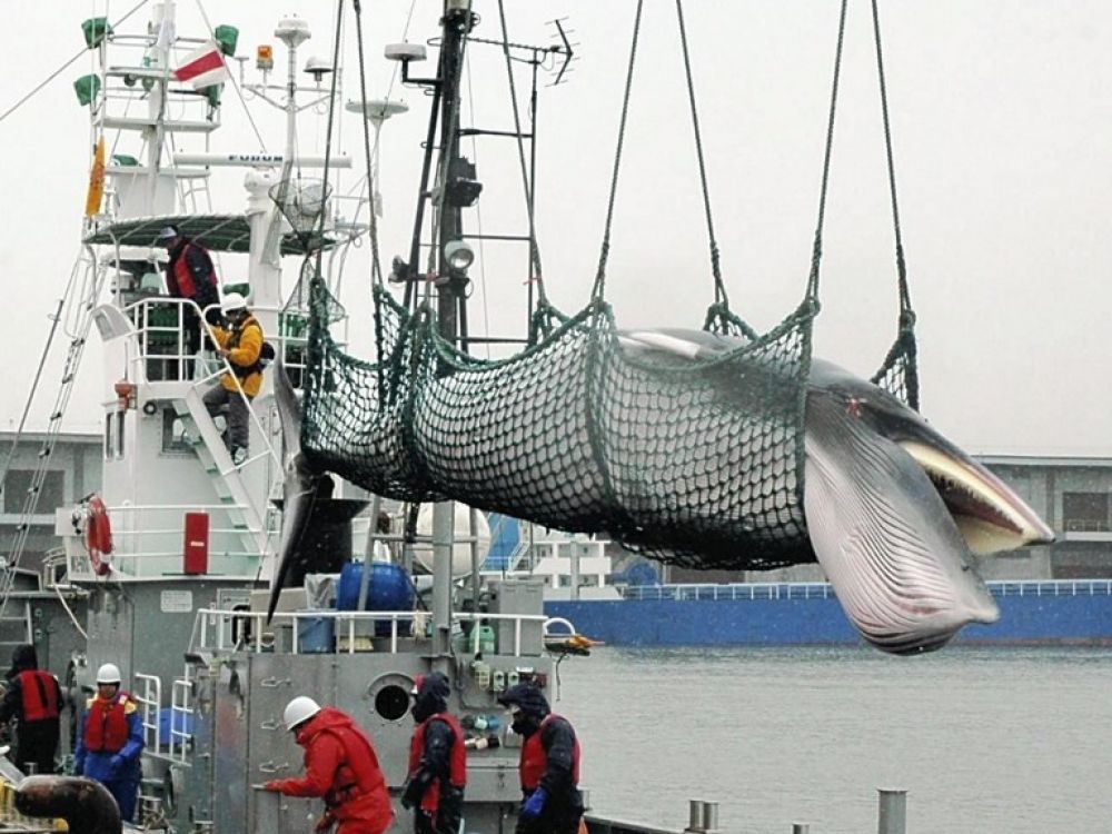 You are currently viewing Le Japon reprend la chasse aux baleines dans l&rsquo;Antarctique