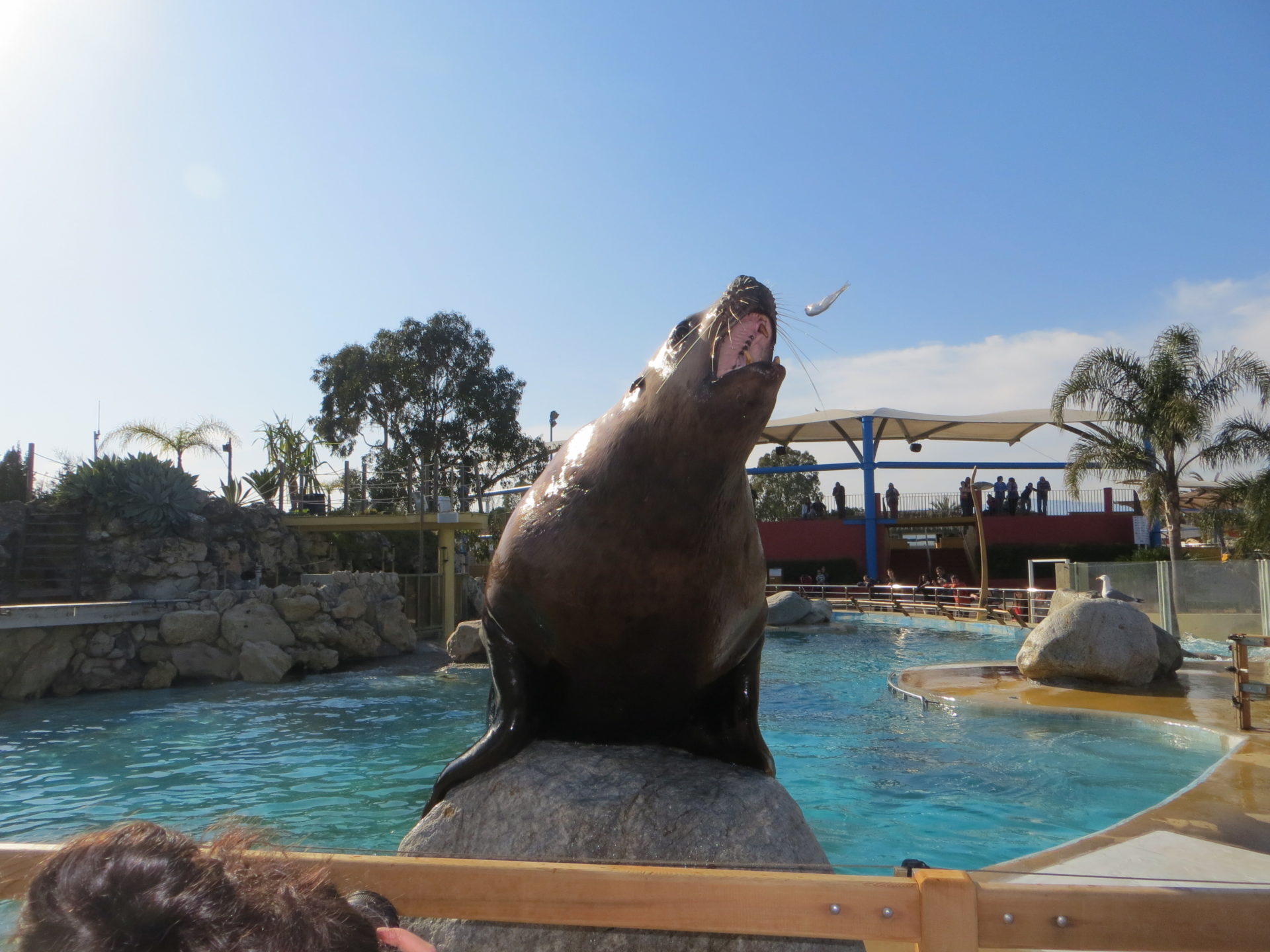 You are currently viewing Marineland en France a réouvert le 21 Mars 2016