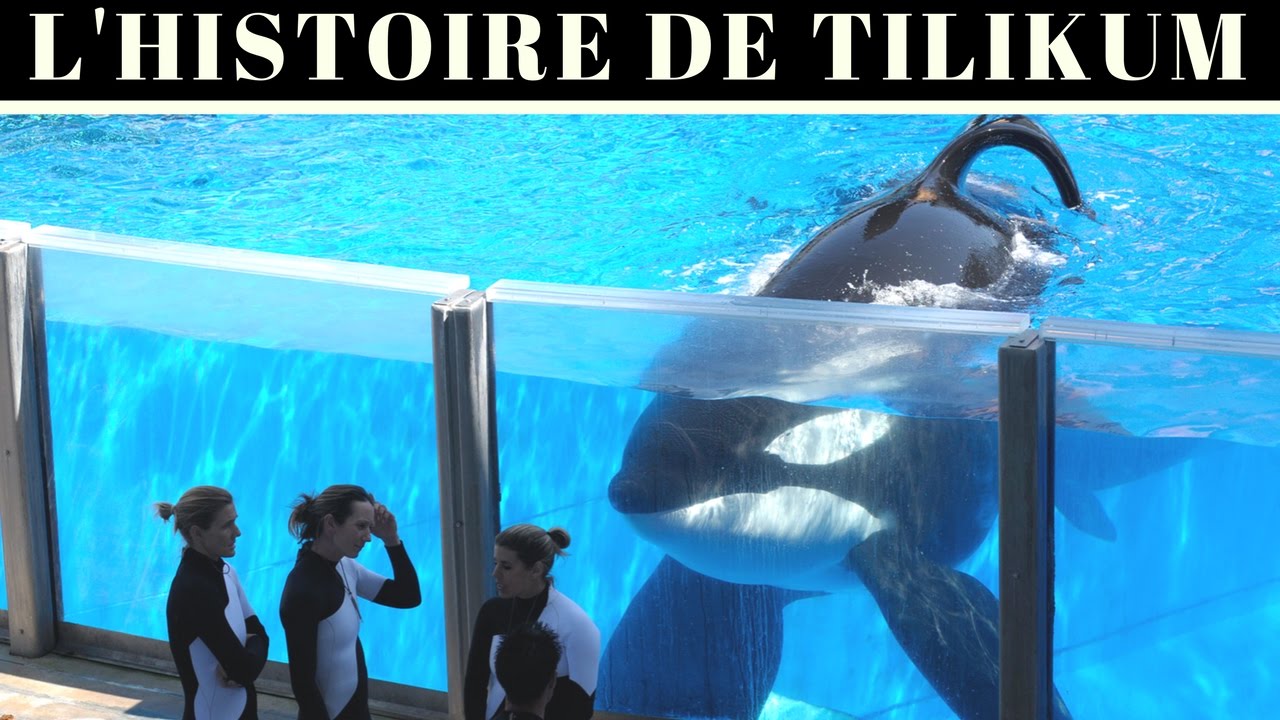 Lire la suite à propos de l’article L&rsquo;histoire du célèbre orque Tilikum