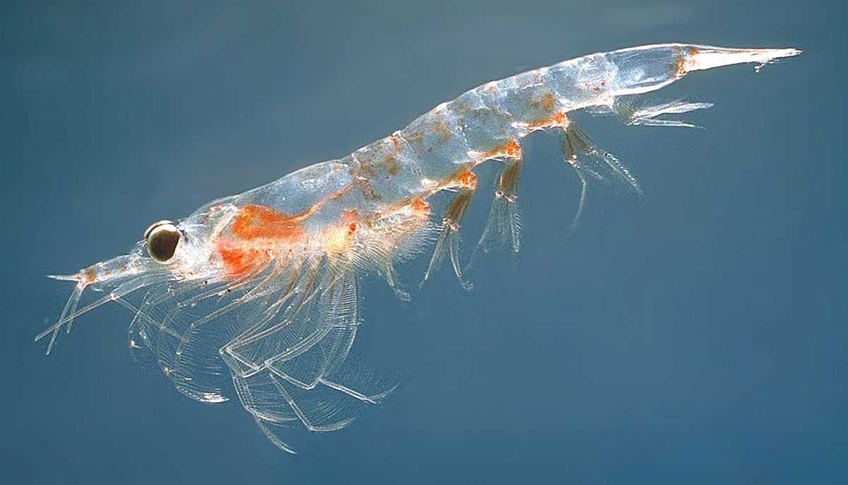 Lire la suite à propos de l’article Krill en voie de disparition!  Une mise à jour (2) du groupe surpêche de TAF