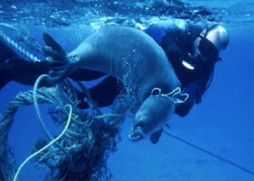 seal suffering from abandoned fish net