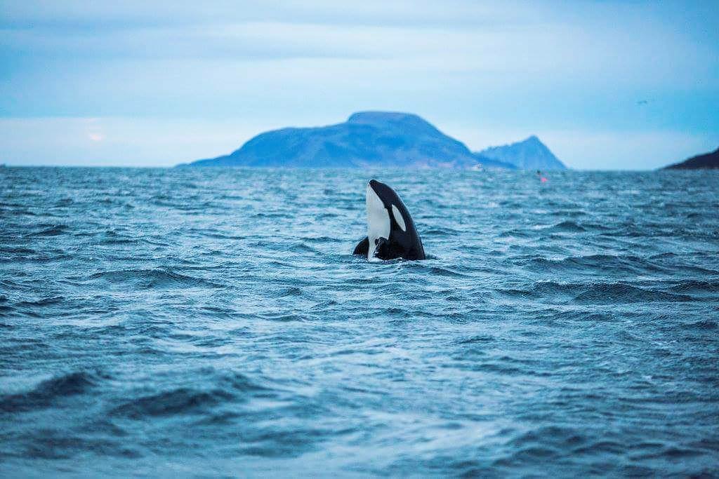 Lire la suite à propos de l’article Dernières informations sur la chasse à la baleine en Norvége, 2019