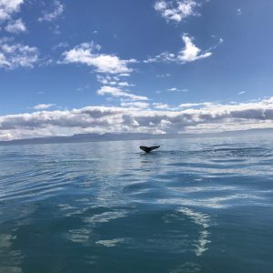 IMG_5441