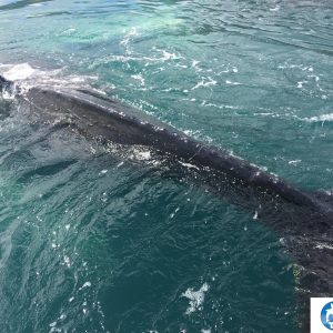 whale close w log