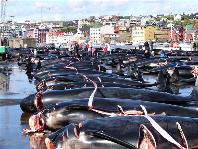Lire la suite à propos de l’article Nouveau rapport sur les traditions des Îles Féroé