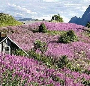 norway 8