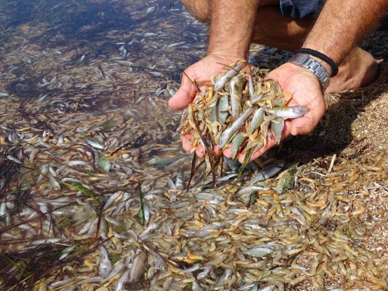 Lire la suite à propos de l’article La mort de la Mar Menor
