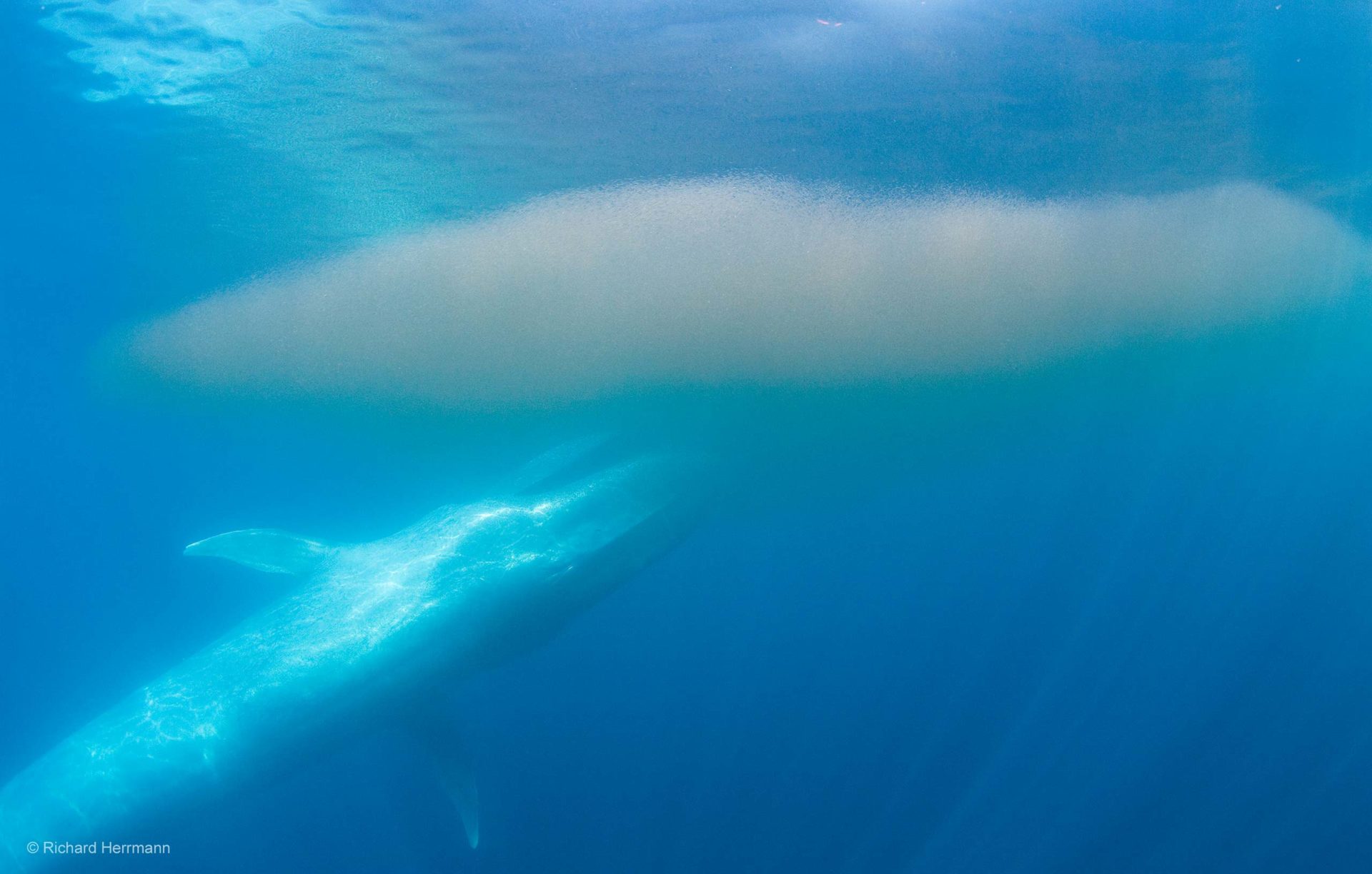 Lire la suite à propos de l’article LE KRILL, UN ENJEUX ?
