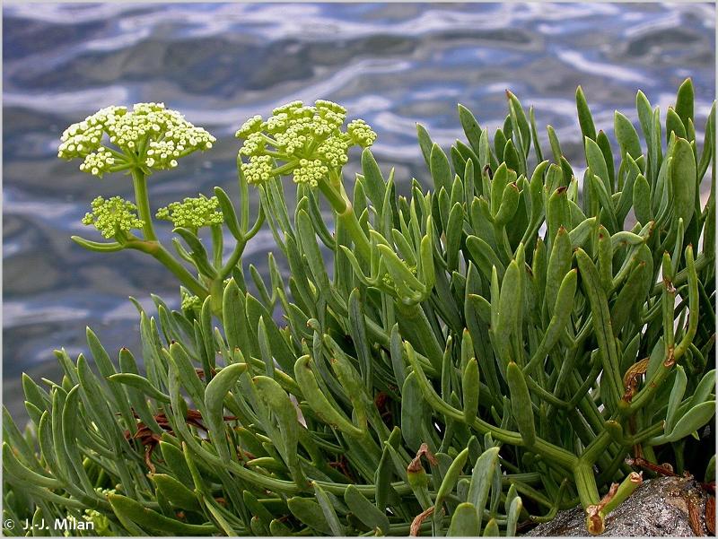 Lire la suite à propos de l’article Qu’est-ce que le Crithmum maritimum, communément appelé criste marine ?