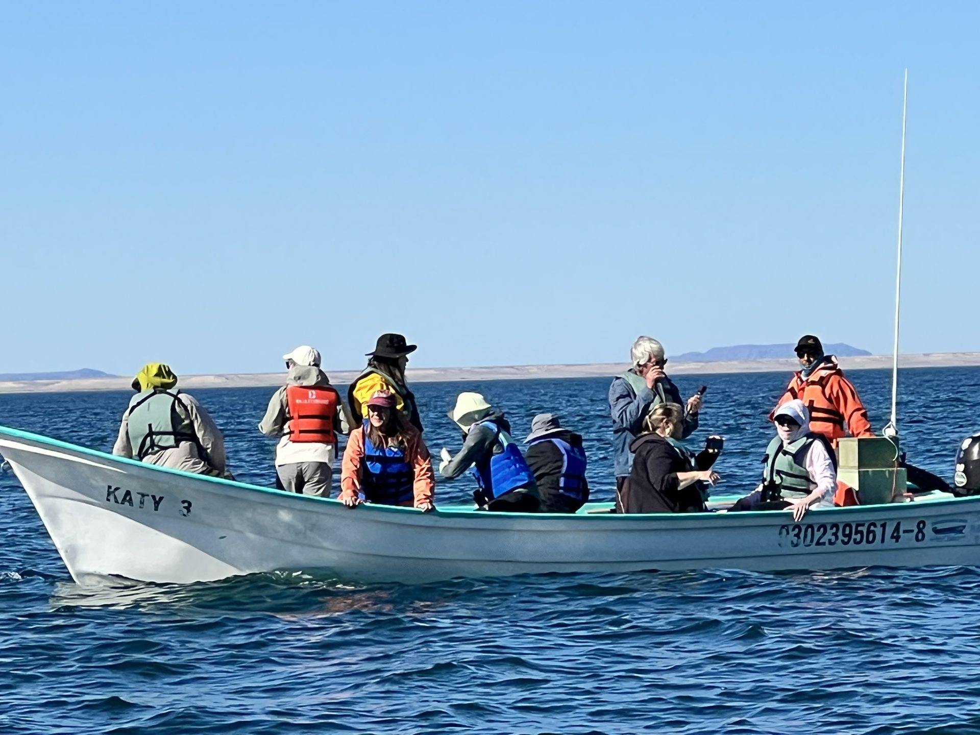 Lire la suite à propos de l’article Observation des baleines – l&rsquo;impact sur les baleines!
